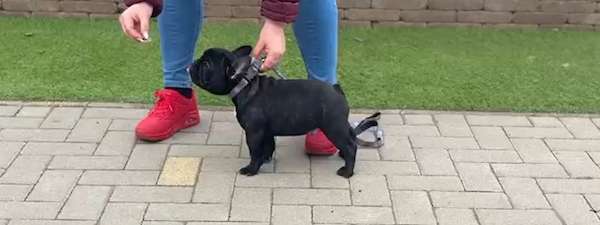 Announcing our new Imported Stud!