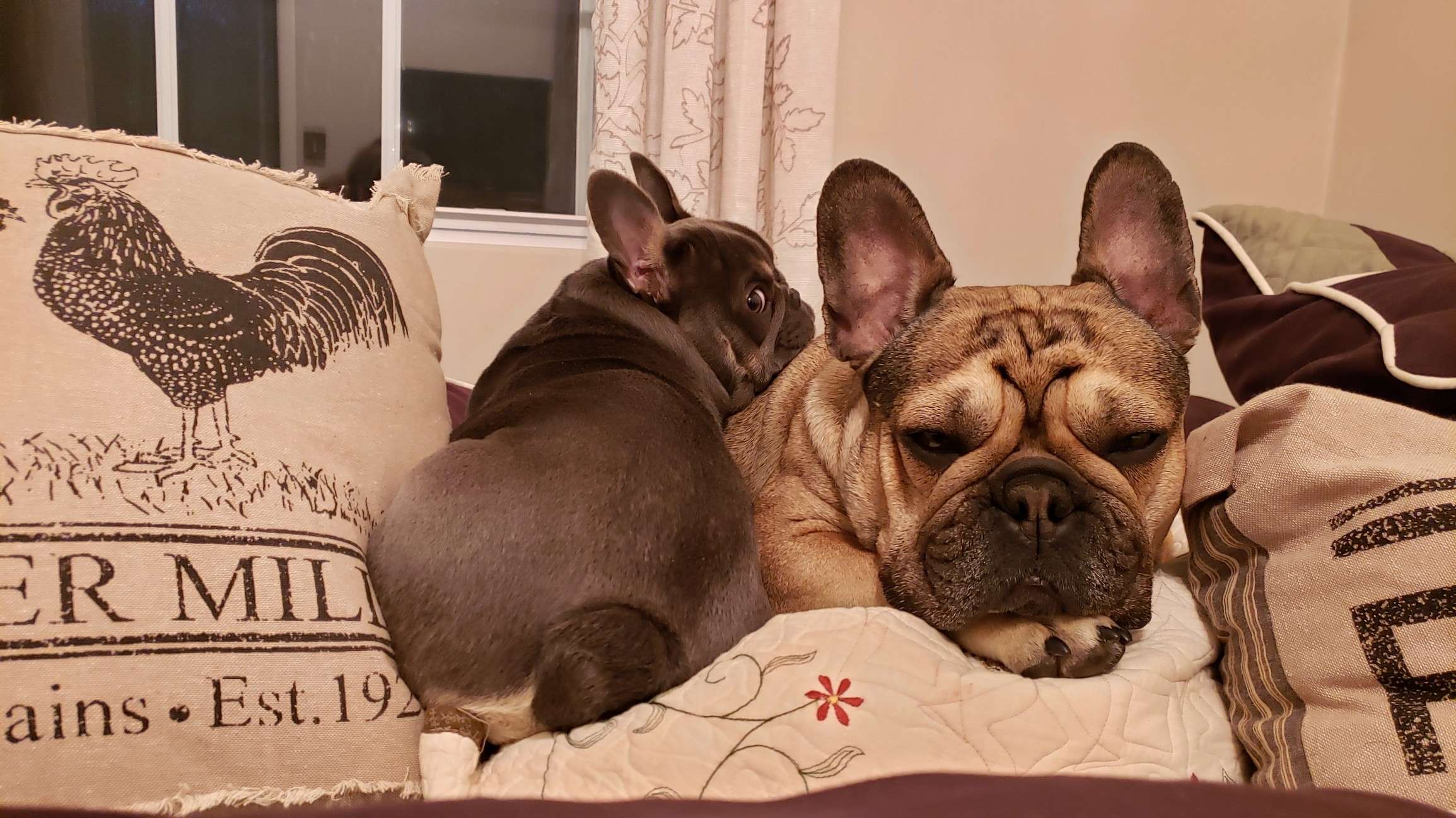 Baby Mac Frenchies