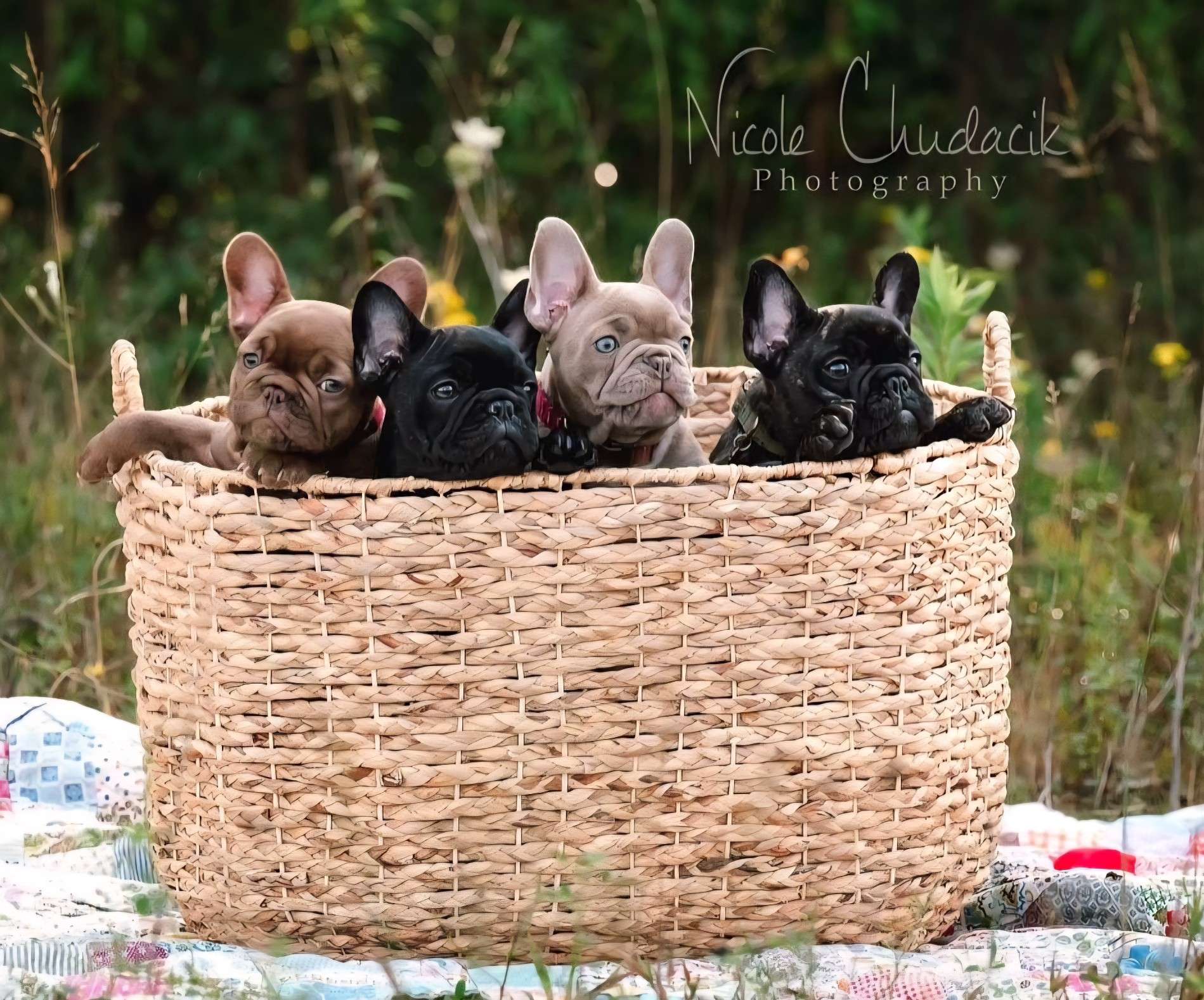 Litters