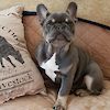  Baby Mac Gracie of T-Luxe Frenchbulldogs 