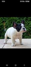  Edana Orange Frenchies 