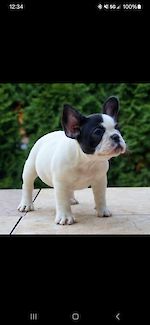  Edana Orange Frenchies 