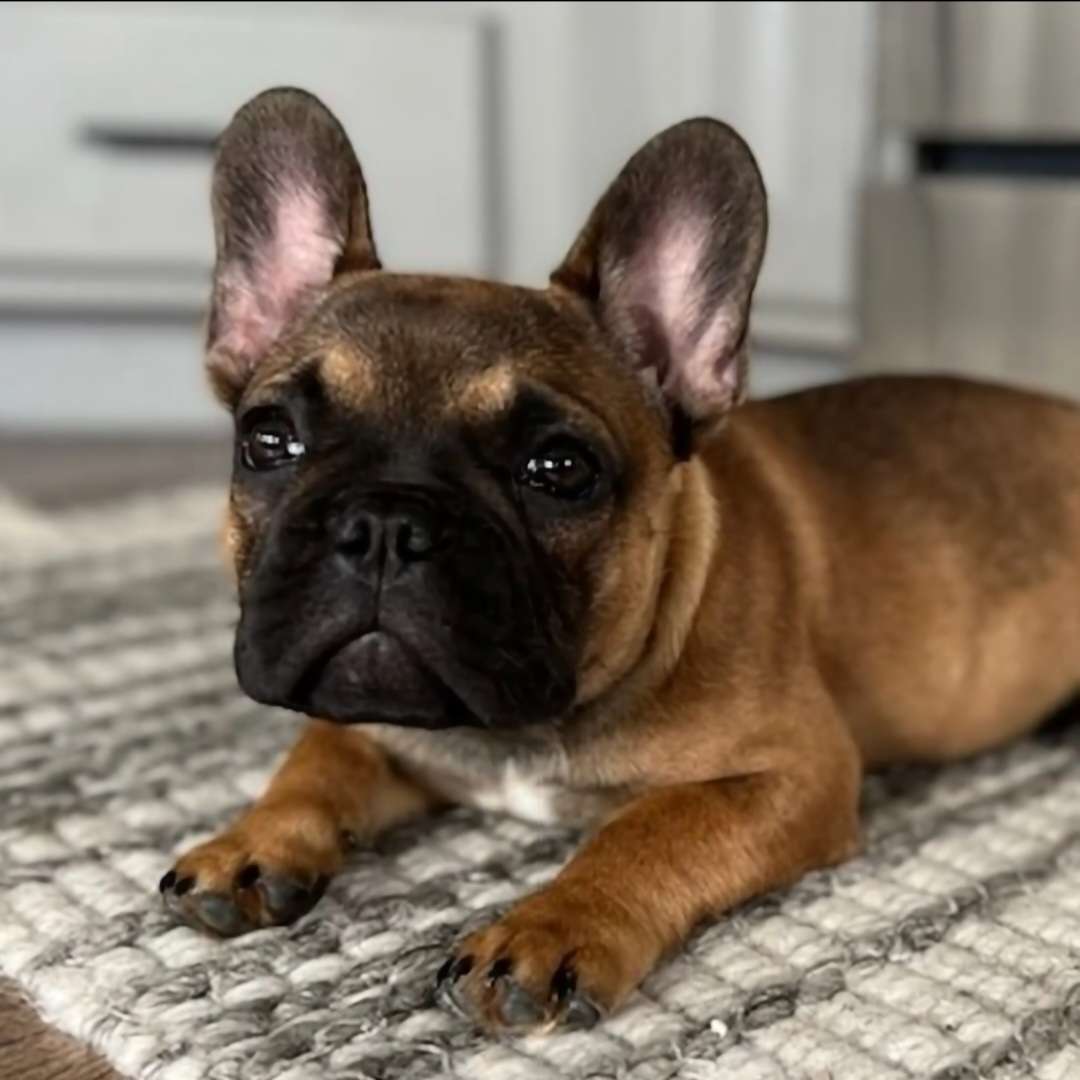 Puppy Application