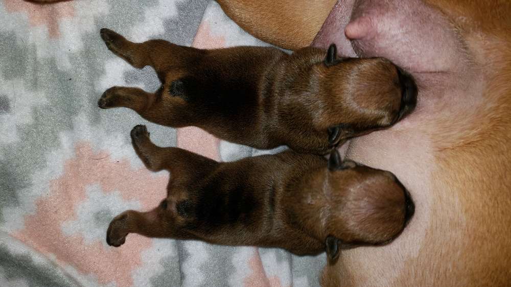 Welcome poppys puppies!