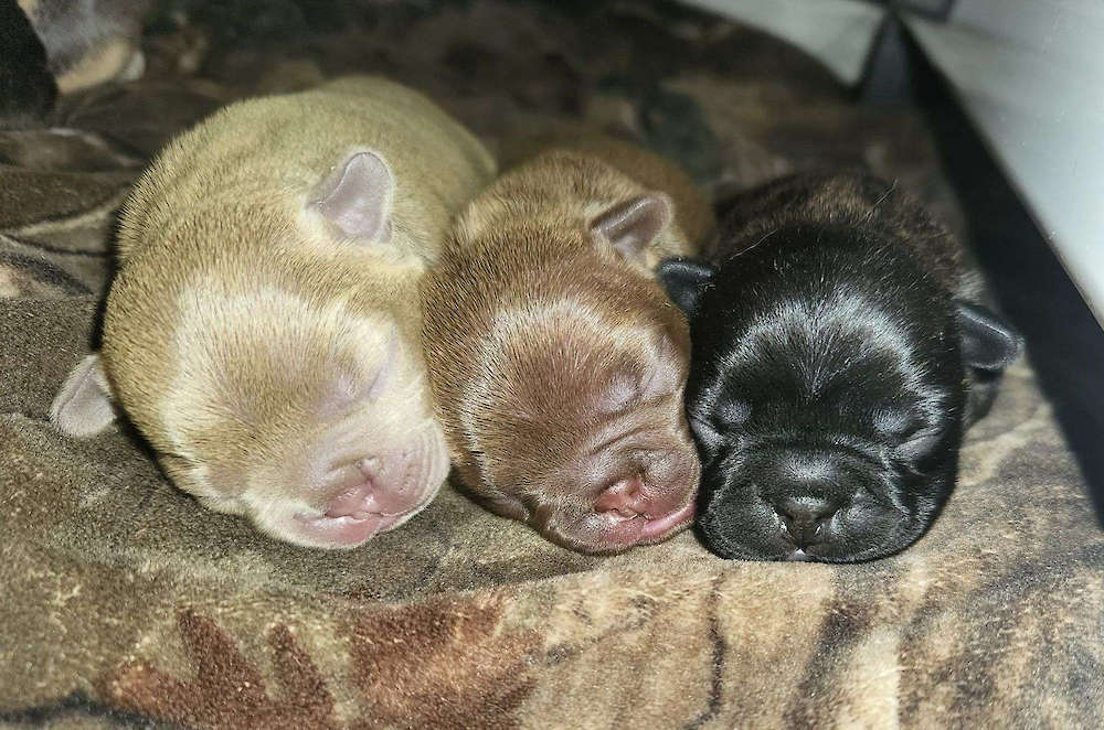 Gracie  & Toby Pups