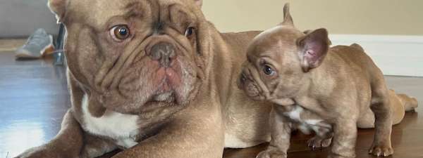 Gracie & Chunk