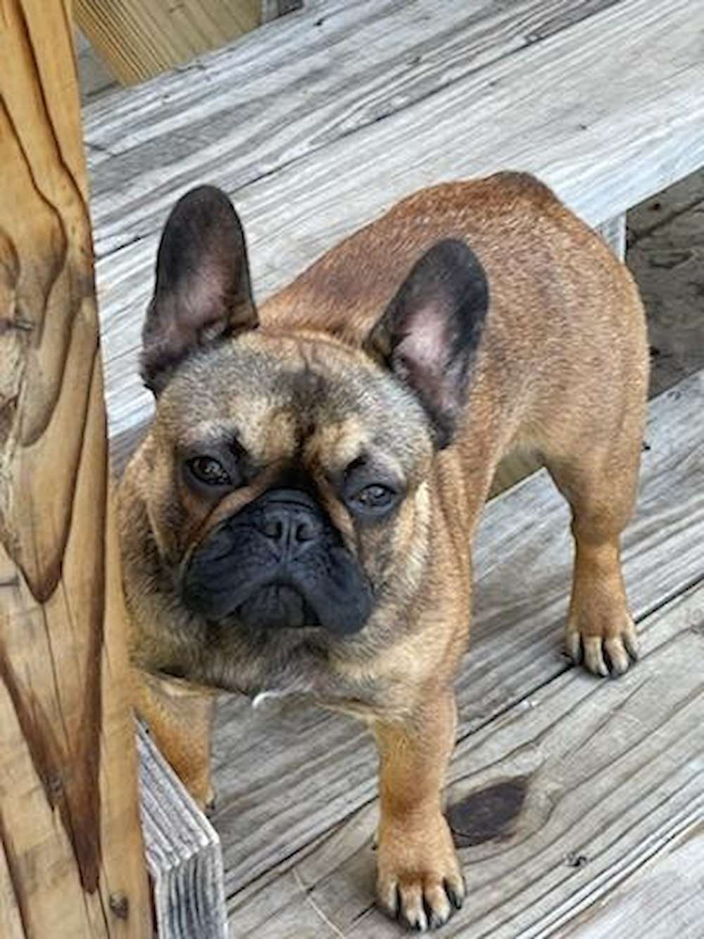 Evelin Ruby Merlot (Non Breeding)