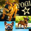 Florence Frenchies Yogi Bear 