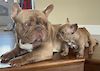  Chunk of T-Luxe French Bulldogs 