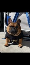  Frenchie Authority's Thein Than's Hamilton 
