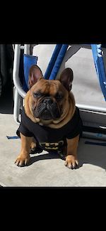  Frenchie Authority's Thein Than's Hamilton 