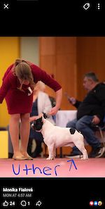 International Multi Champion Uther Pendragon D'Iskandar  Crufts Winner 2025